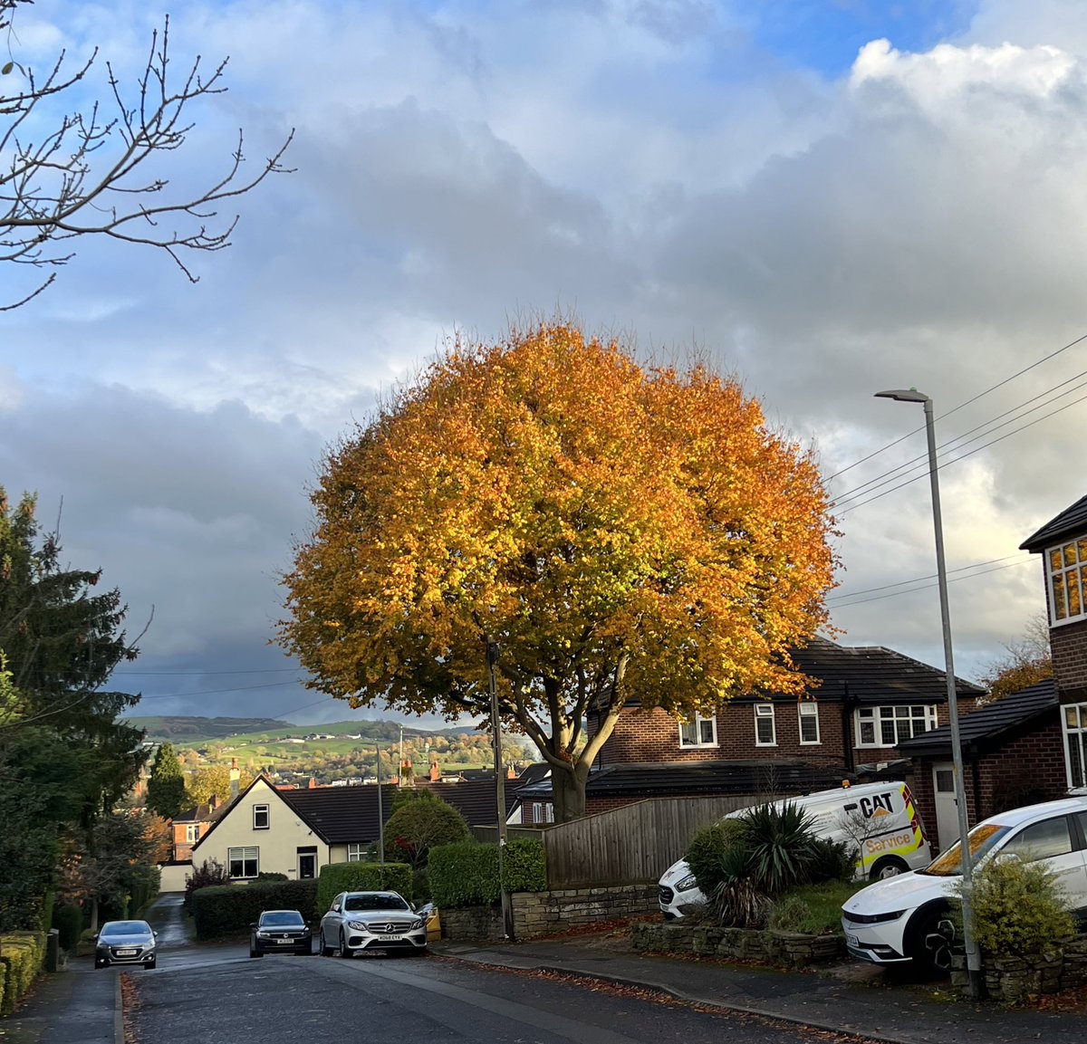 Tree of the day #Macclesfield