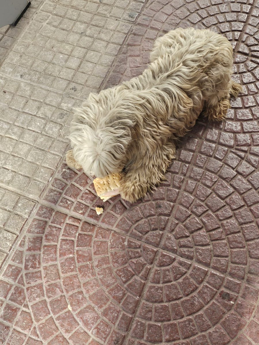 Ayúdenme a encontrarle hogar 🥺🙏 no merece volver a la calle a como lo encontre, muerto de hambre. Esta es su oportunidad de encontrar hogar. Alguien que lo ame de verdad. Cuando le di mi desayuno se lo devoró.  Porfa una oportunidad 🙏