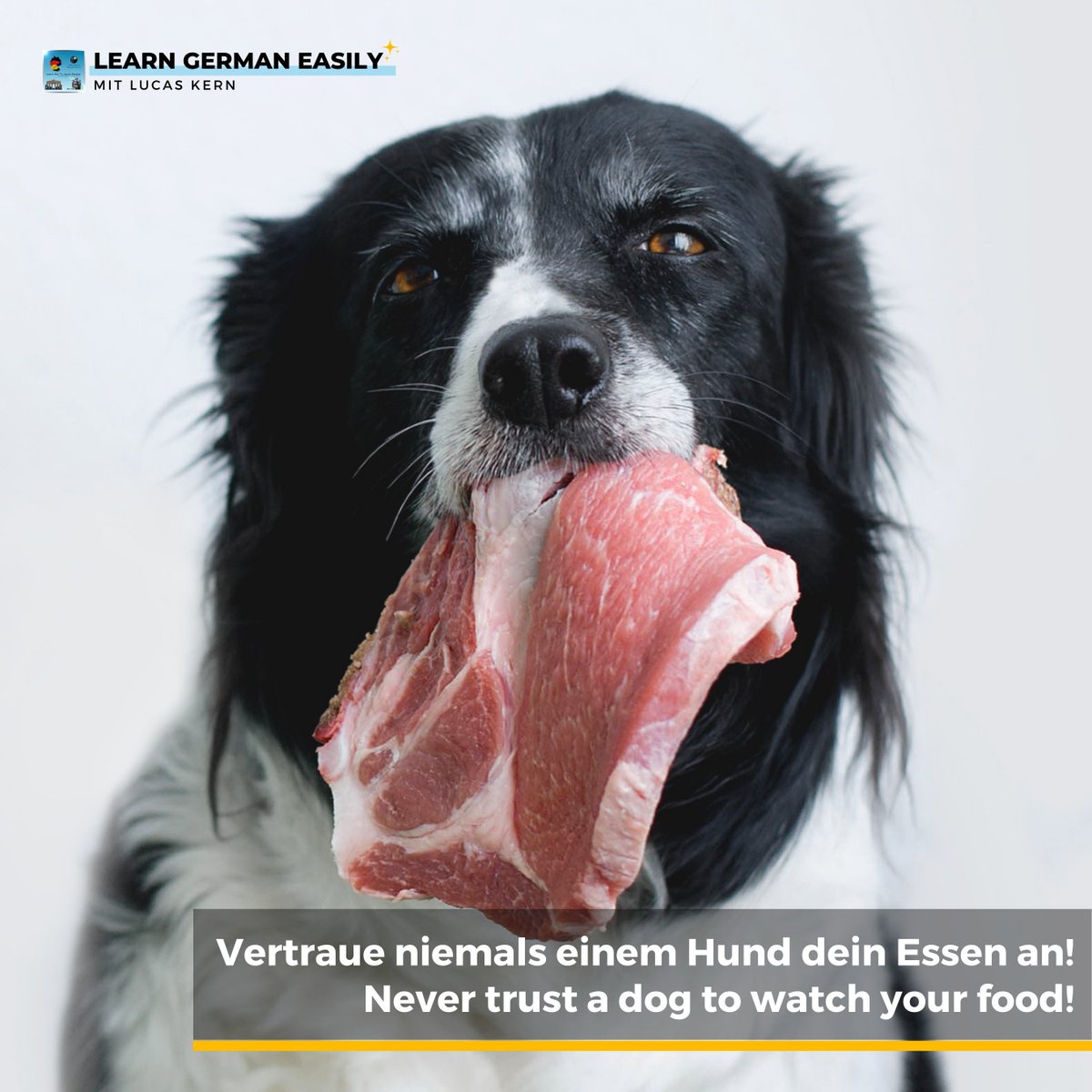 LearnXDGerman's tweet image. 🇩🇪

🐶🐶 🇩🇪 Vertraue niemals einem Hund dein Essen an!

🇺🇸 Never trust a dog to watch your food!

Did you smile? Then my job here is done! :)

Learn how to master German and speak fluently the easy way!
learn-german-easily.com/7-rule-challen…

___
#learninggerman #germanisfun #deutschesprache