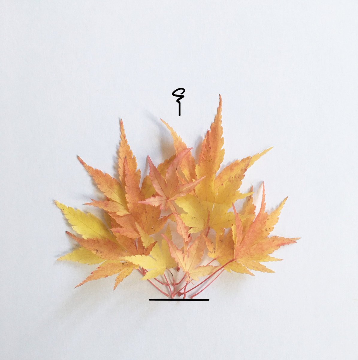 Happy Bonfire Night.