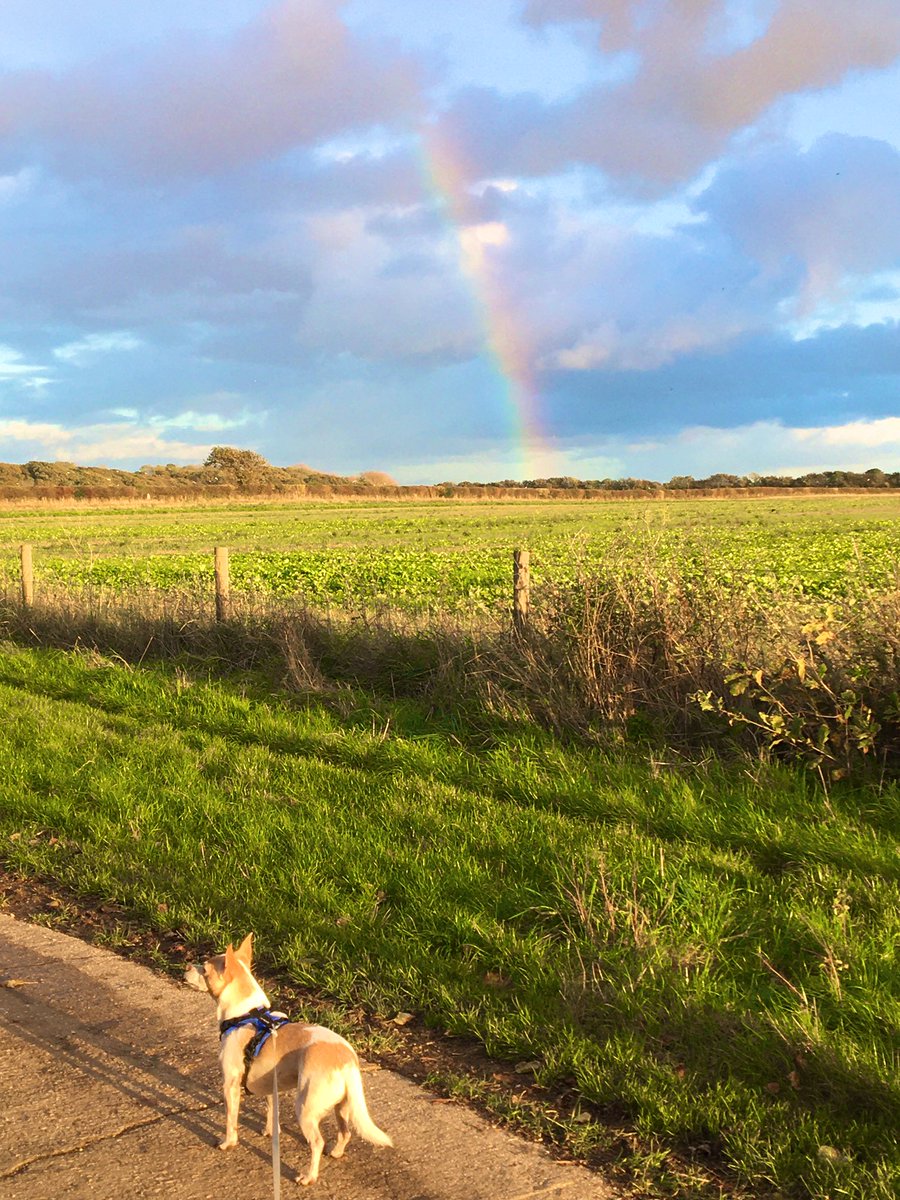 out #ChasingRainbows today, sniffin out da crock o gold 🌟👑☘️ #ZSHQ