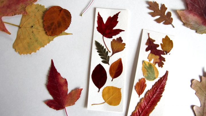 Pressed leaves in books: Autumn’s keepsakes 🍂📚 #PressedLeaves #FallMemories