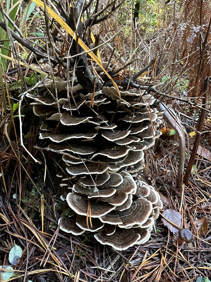 absolutelywild's tweet image. Turkey tail (Trametes versicolor) on an old stump under bracken to n the New Forest today. Has medicinal uses and is used in traditional Chinese medicine.