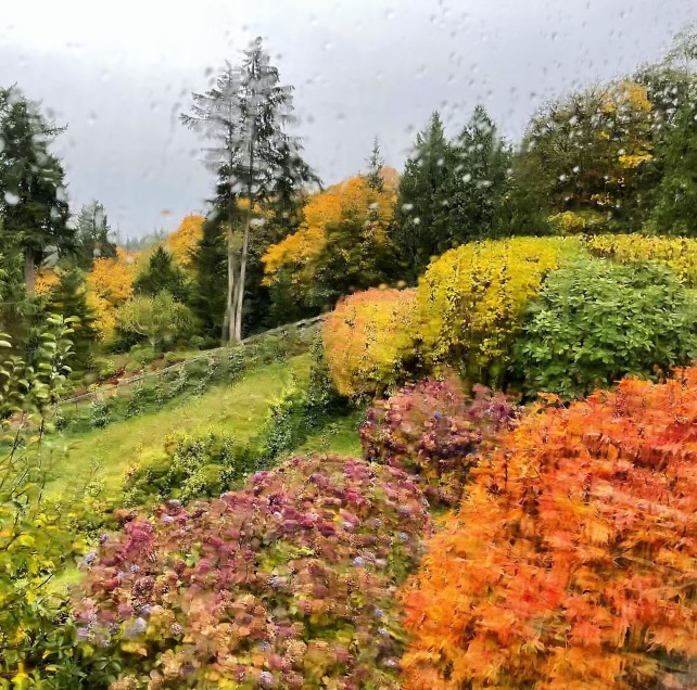The fall colors outside my rainy back window are beautiful right now!

I love this time of year.  Have a great Sunday everyone!
#fallcolors #PNW #wawx