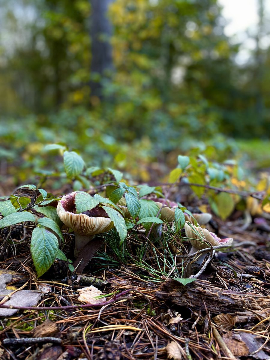 Blackbird1976's tweet image. Odin's Wood - friluftsliv x #trollcore 😄