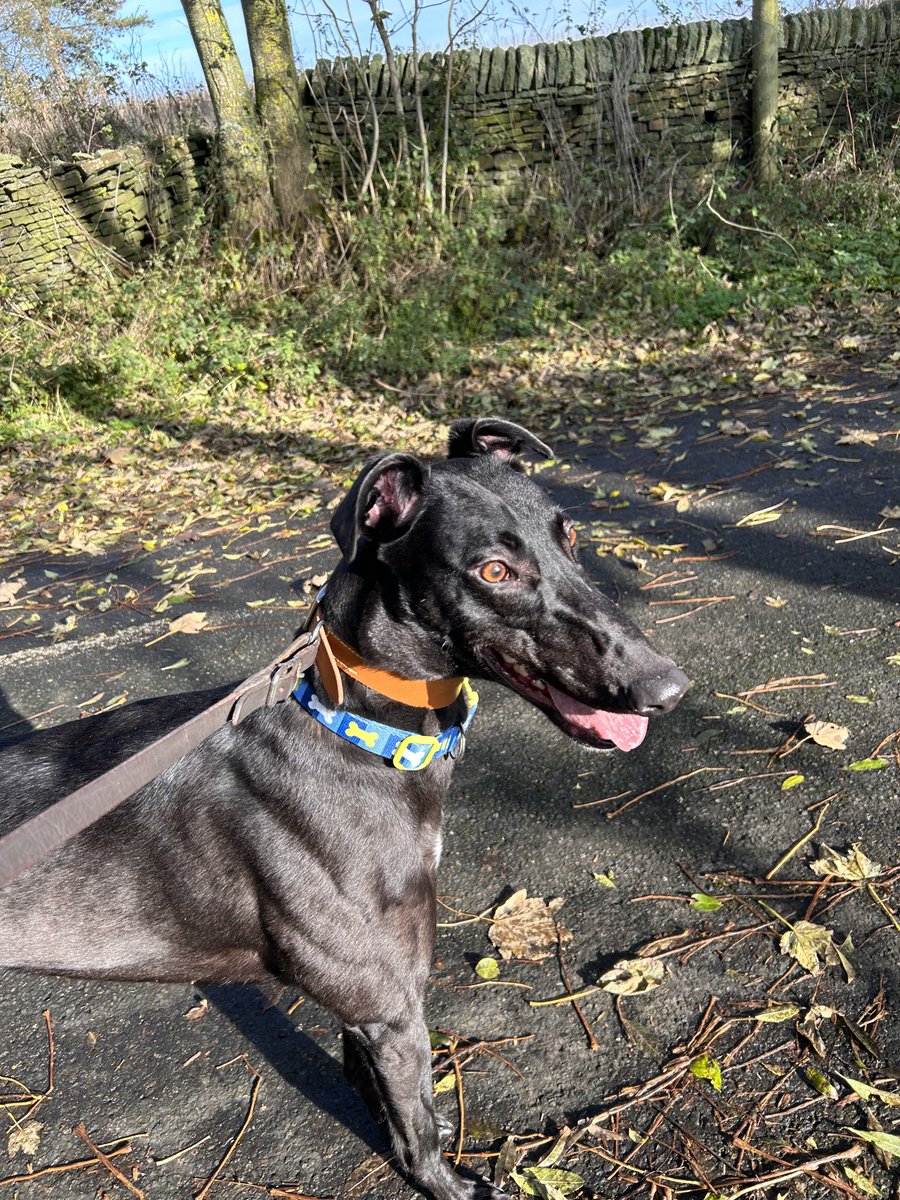 Flo off to her forever home tomorrow. It’s been a privilege having her in my life.