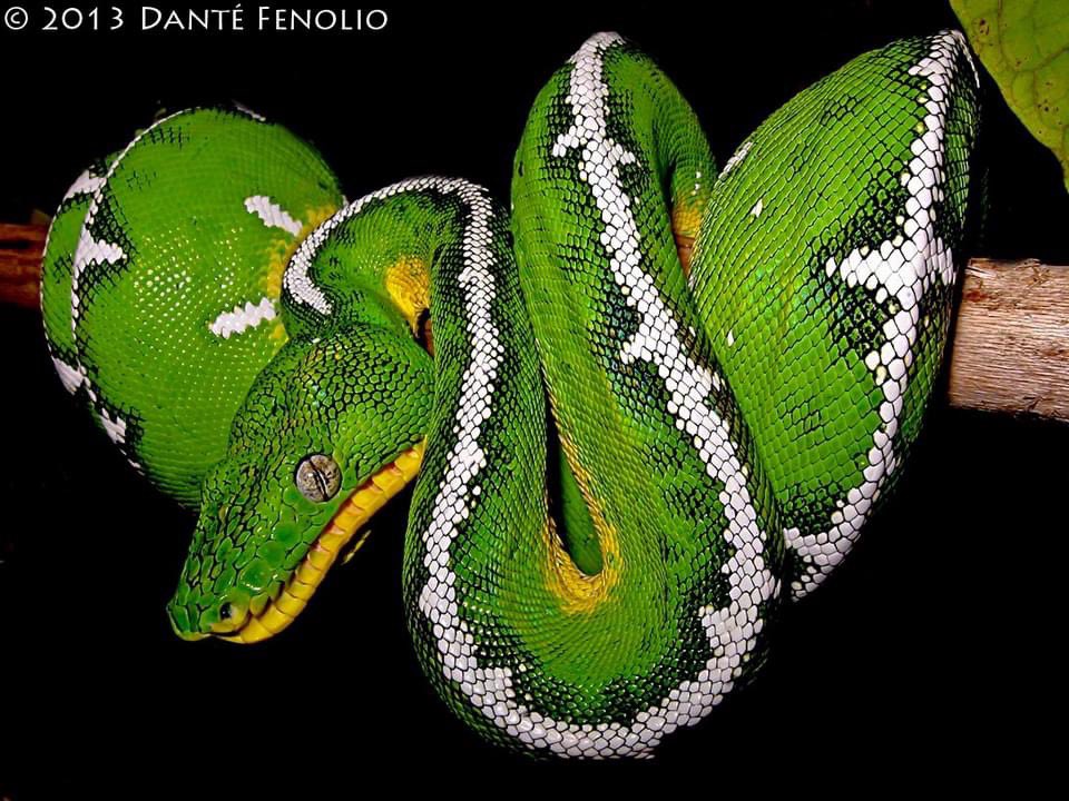 Western Emerald Treeboa ('Corallus batesii complex') is a bit like looking for a green needle in a green haystack. Although they have a reflective eyeshine like their cousins, the Amazon Treeboas, these exquisite snakes exist in low densities.
