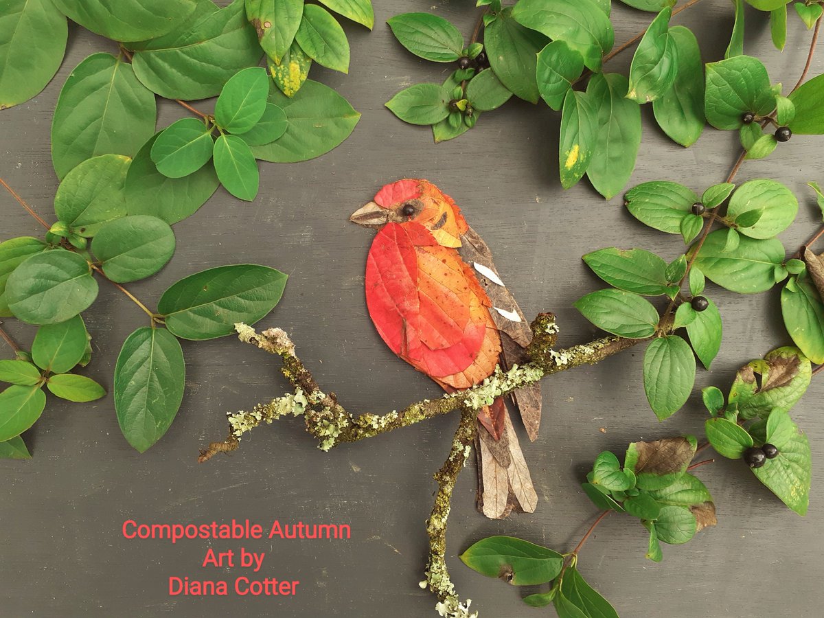 I picked up some flame-coloured Cherry leaves in the lane yesterday - just had to make something with them. So here's my Flame-coloured Tanager. #CompostableAutumnArt made entirely from leaves, a twig and a berry.