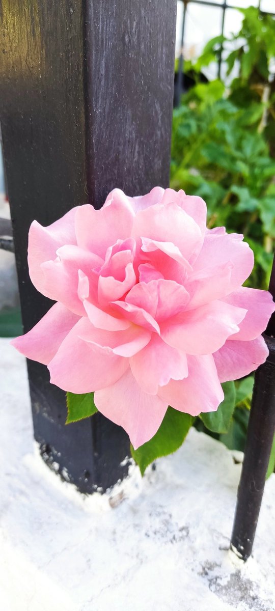 ram7385's tweet photo. @InformaCosmos https://t.co/uD7TiQsCEq