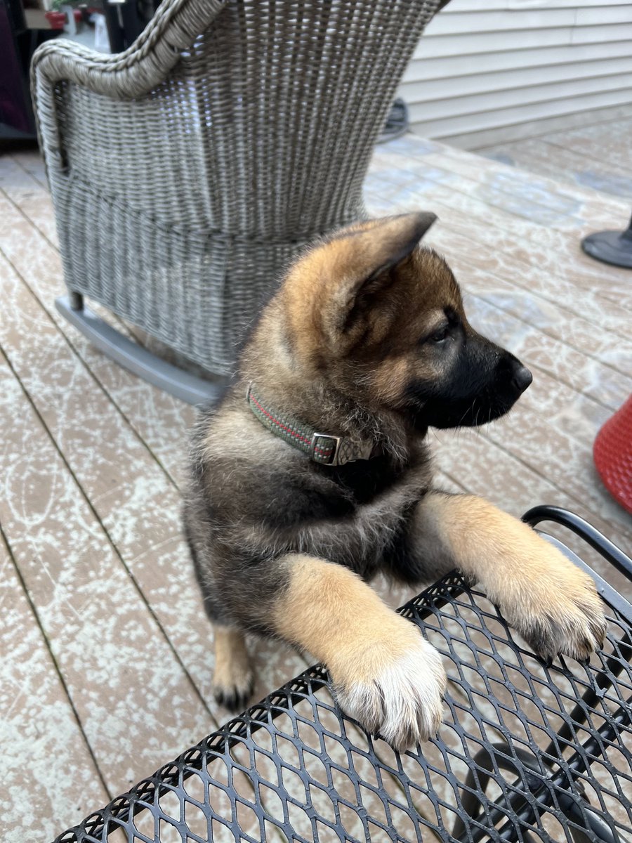 RonSwampson's tweet image. ✅ all parties involved survived the first night ✅ Welcome to the family, Captain!!! #newpuppy #germanshepherd