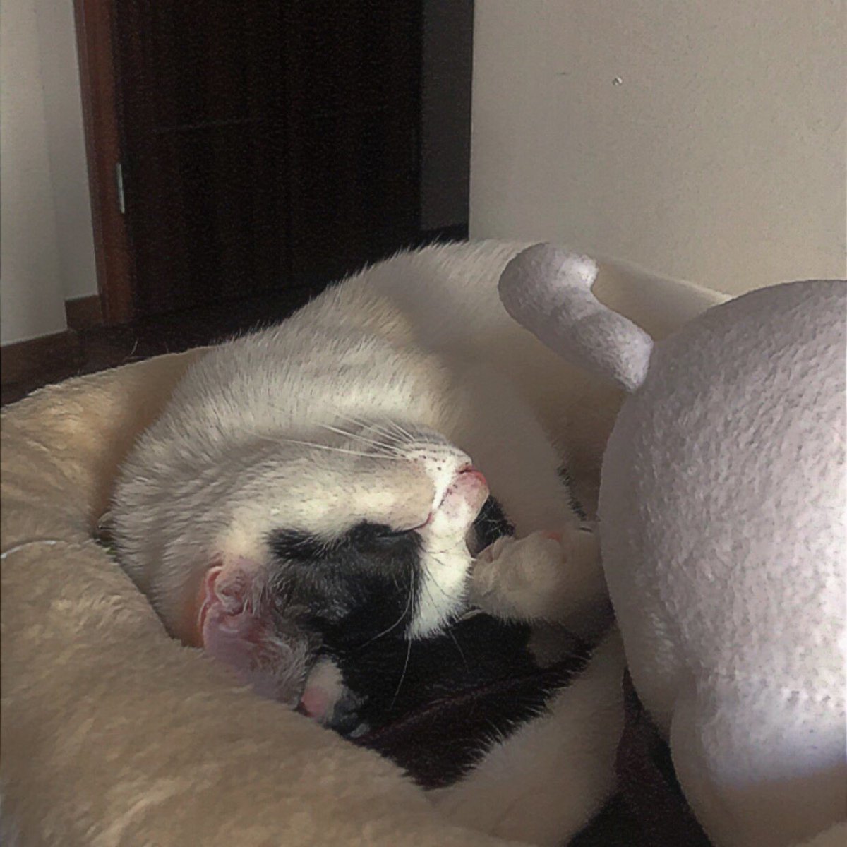 pancakeinu's tweet photo. 𝐩𝐢𝐧𝐧𝐞𝐝 ✨💫
hello ! just a simple person that likes playing gacha games - and cats
----------------------
pgr (EU) - 16665501
gi (EU) - 753036326
hsr (EU) - 700270364
r1999 - 400654444

also this is my cat mio :p she's very silly https://t.co/LIITOZ5Pl0
