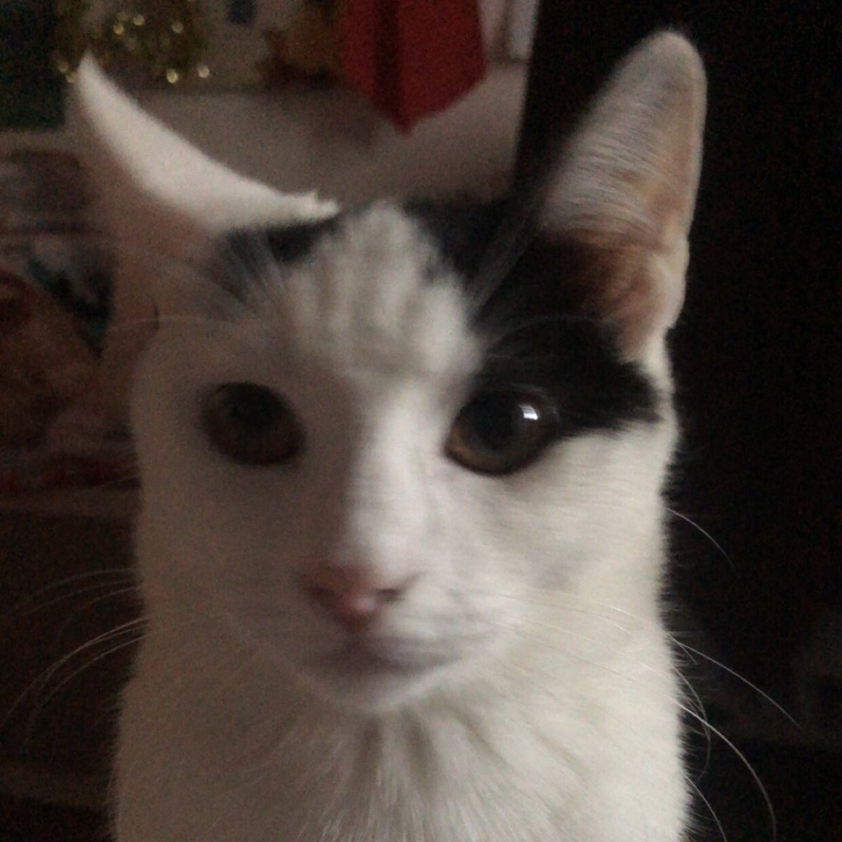 pancakeinu's tweet photo. 𝐩𝐢𝐧𝐧𝐞𝐝 ✨💫
hello ! just a simple person that likes playing gacha games - and cats
----------------------
pgr (EU) - 16665501
gi (EU) - 753036326
hsr (EU) - 700270364
r1999 - 400654444

also this is my cat mio :p she's very silly https://t.co/LIITOZ5Pl0