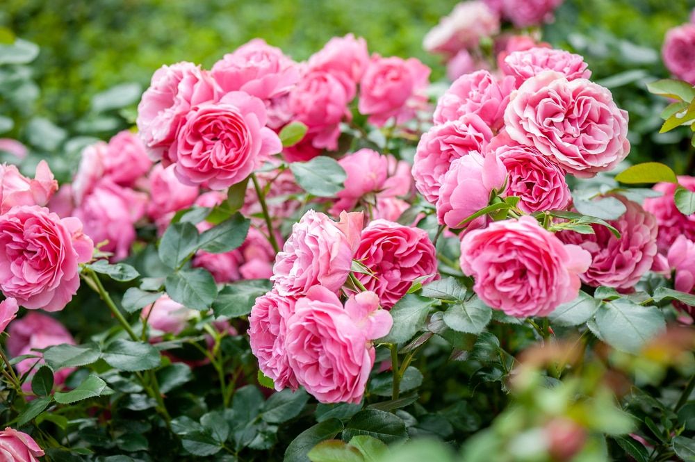 Winter is bare-root planting season. Clare Foggett shares tips on how to grow bare-root roses and asks growers to name their favourite varieties. buff.ly/3Qe3Apl