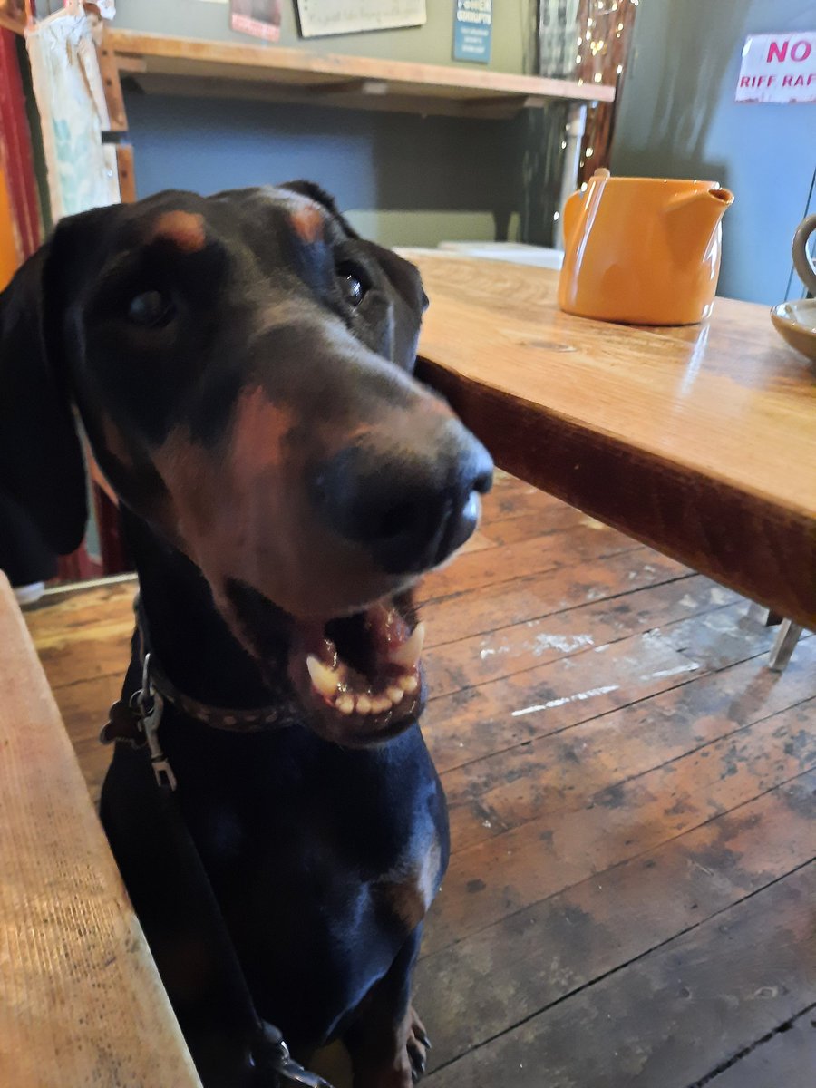 NotBadForHerAge's tweet image. I assume you will be sharing your scone with me Mum? I did ☺️ #JavaCafe #Keswick #dogfriendly #Damson #Dobermann #dogsoftwitter