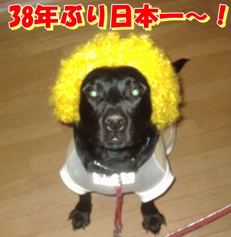 wankosamacom's tweet photo. @abc_toraban ツイに阪神、日本一だわん‼️
おめでとう🎉
パインアメになった🐶 https://t.co/G9W4PxaT9X