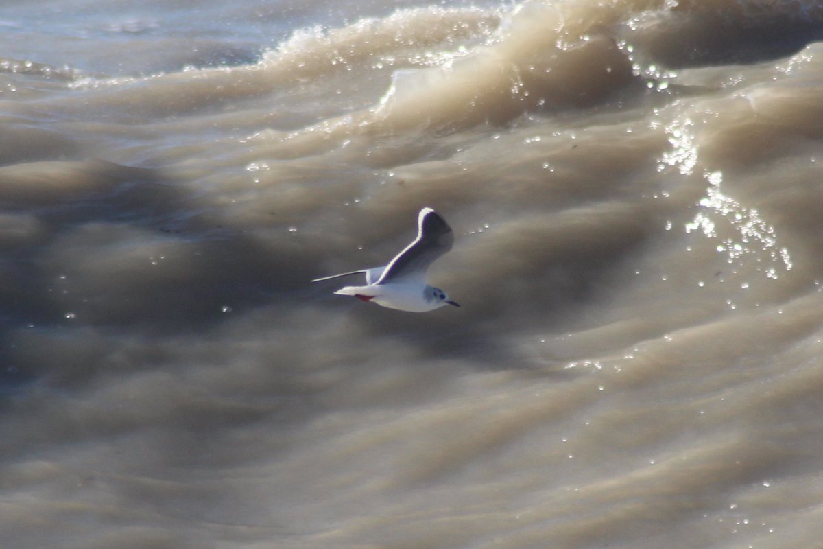 Jamie Cedar tweet media