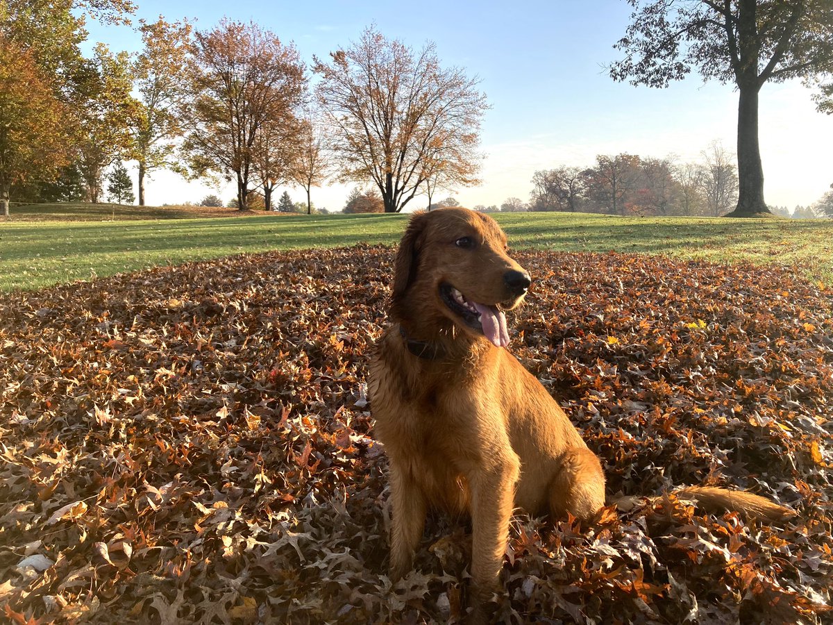 Scouts 2nd year at Wilmington means he’s found all the good hiding spots 🐾🐶 hitting full stride with leaf cleanup after a phenomenal aerification week