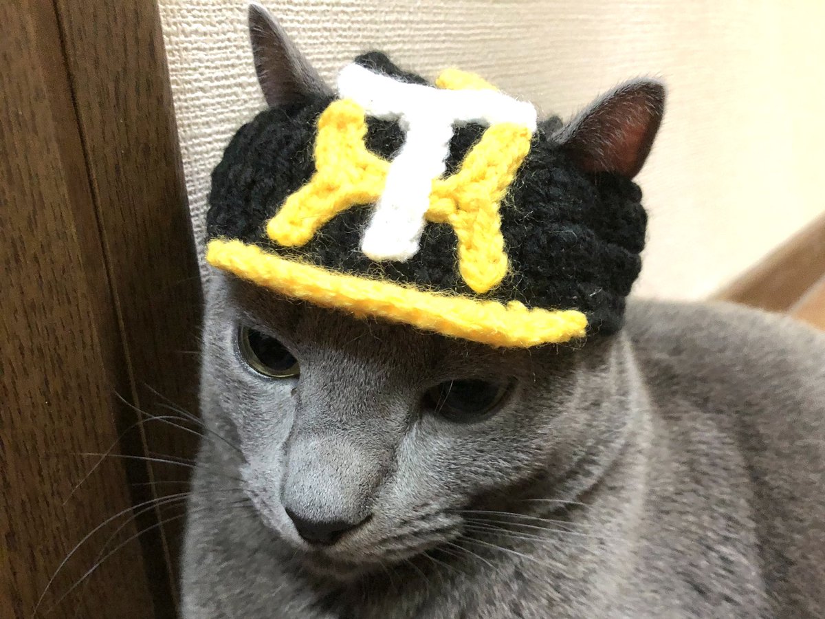 monotone_cats's tweet photo. 阪神タイガース、日本一おめでとう‼️

いつか優勝したら被せたいと思って編んでいた帽子。今日は大人しく被ってくれました^_^
#阪神タイガース #日本一 #編み物 
#猫のいる暮らし　#くろねこ 
#ロシアンブルー  #くろグレの日常 https://t.co/0vyjs7ciGX