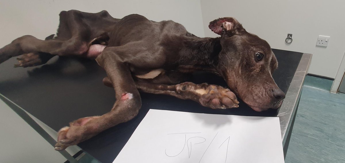 Animal Adoptions UK 🐕‍🦺🐈🐎❤️ tweet media