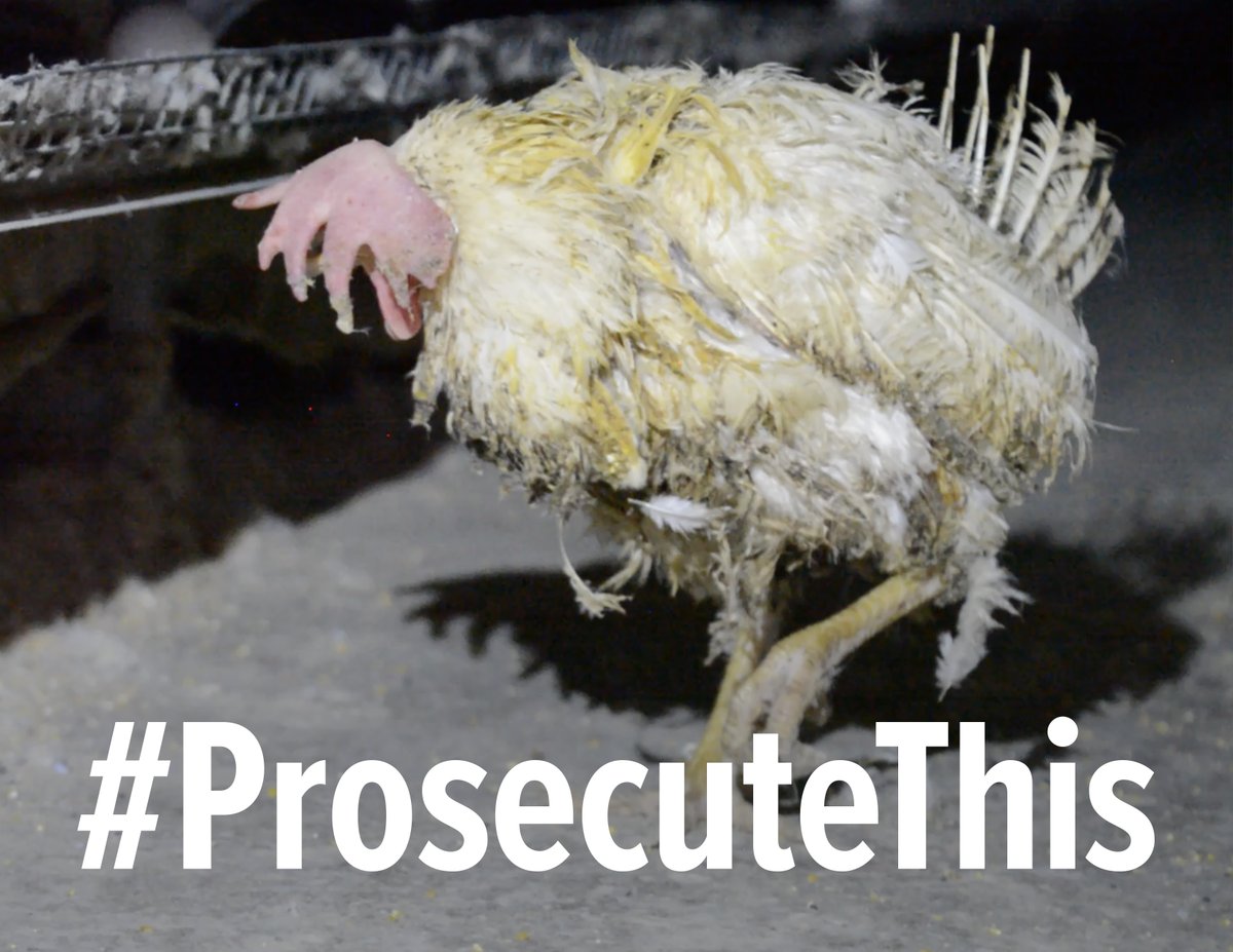 KareLorraine's tweet image. @SonomaCoDA This is the criminal animal cruelty that the jury in W Hsiung’s felony trial was not allowed to see.
Farms in California, including a fraudulent “cage-free” Whole Foods egg supplier, routinely leave animals to starve to death and even scald them alive.
#ProsecuteThis
