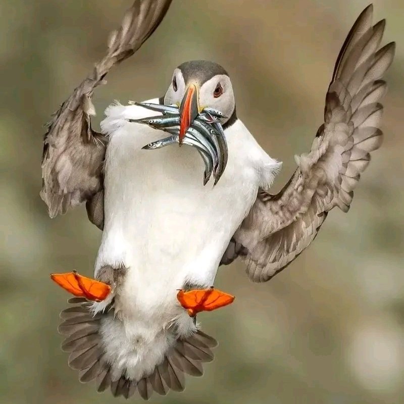 Refugees are in up mountain soon to collapse because of  INTEGRATION process that will be putting over in kenya kakuma refugee camp comming years.