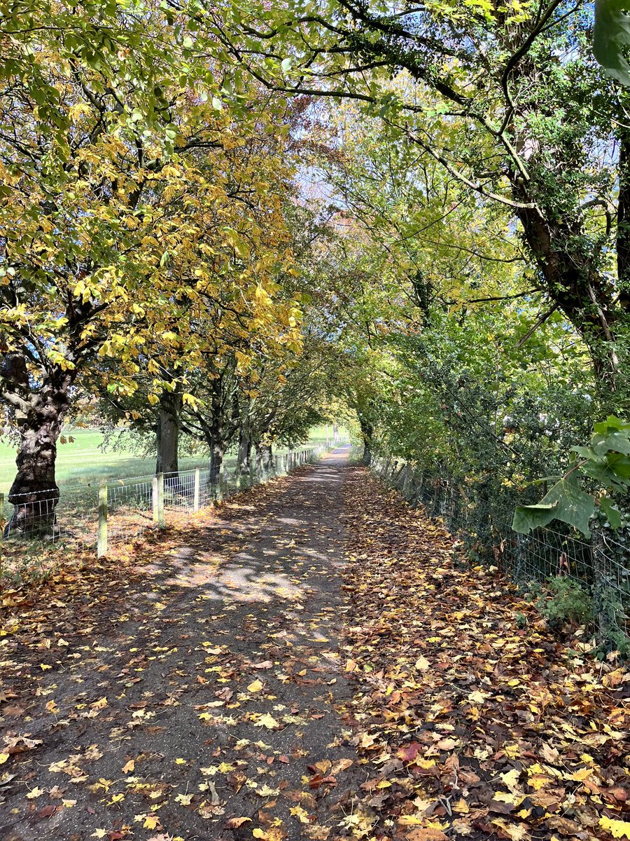 #walkinnature  #autumnleaves 🍁🌳