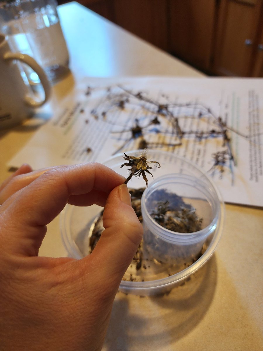 Collecting seeds this morning I caught an unexpected (to me) herbal fragrance from blanket flower. A very visual person, it reminded me of the importance of noticing with all the senses we have access to.