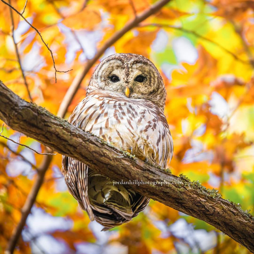 Autumn Owl
jordanhillphotography.com/featured/autum…

#owls #owl #barredowl #birdphotography #nature #outdoorphotography #art #mississippi #autumnleaves #photooftheday #autumndecor #autumncolors #fallvibes #fallcolors #fallleaves #wildlife #wildanimals #animalportrait #BuyIntoArt #AYearArt #bird