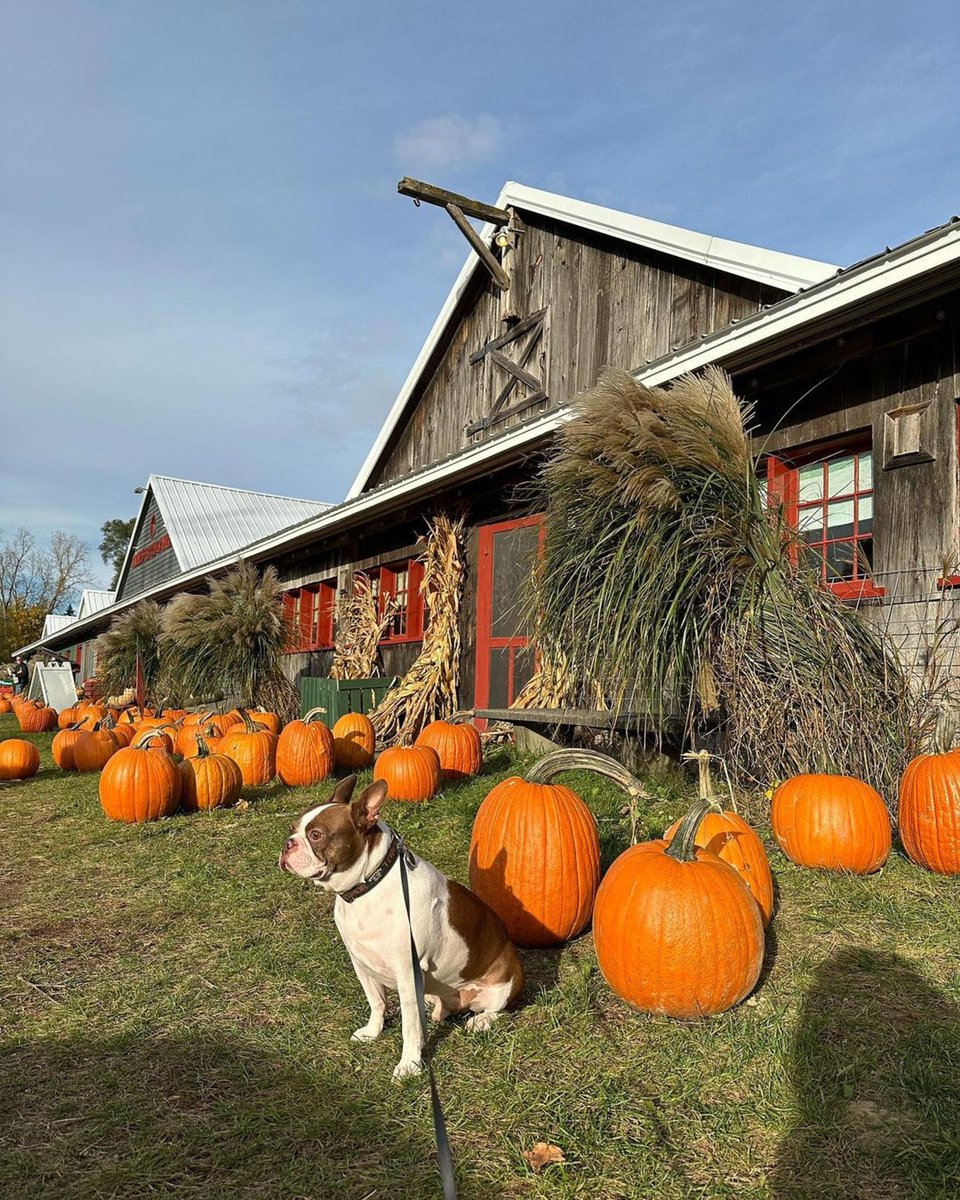 rochestercider's tweet image. “Cidery donuty type thingz 🌚🐾🍂” ~ @openmyeyestoblue 💛 Thanks for visiting w/ your sweet dog. 

We’re open today, Sunday, from 9 - 6
We have both Pear and Apple Cider, donuts, apples, and much more! 🍩🍎

#AppleCider #PearCider #RochesterMI #MichiganCiderMills #OaklandCounty