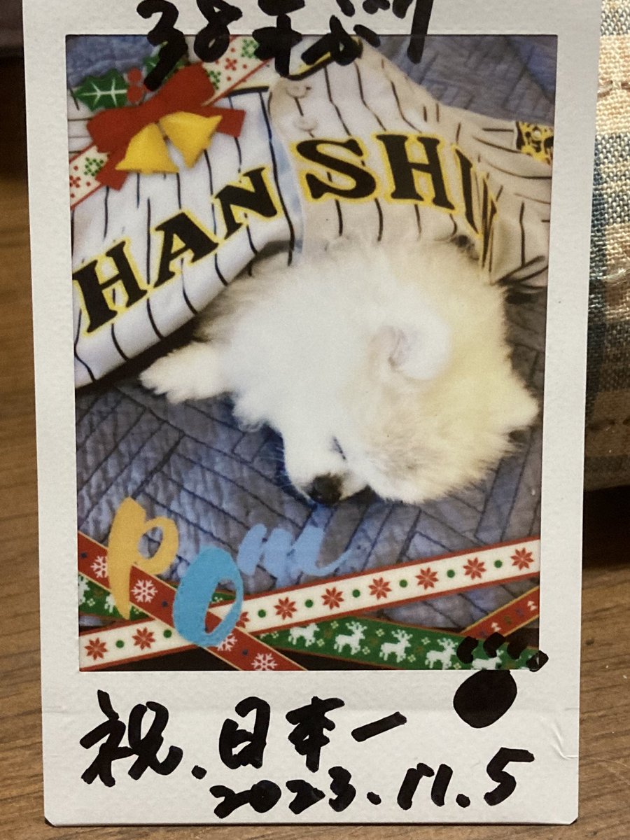 印象のデザイン ぽんちゃん その他 - www.holdenbrand.com