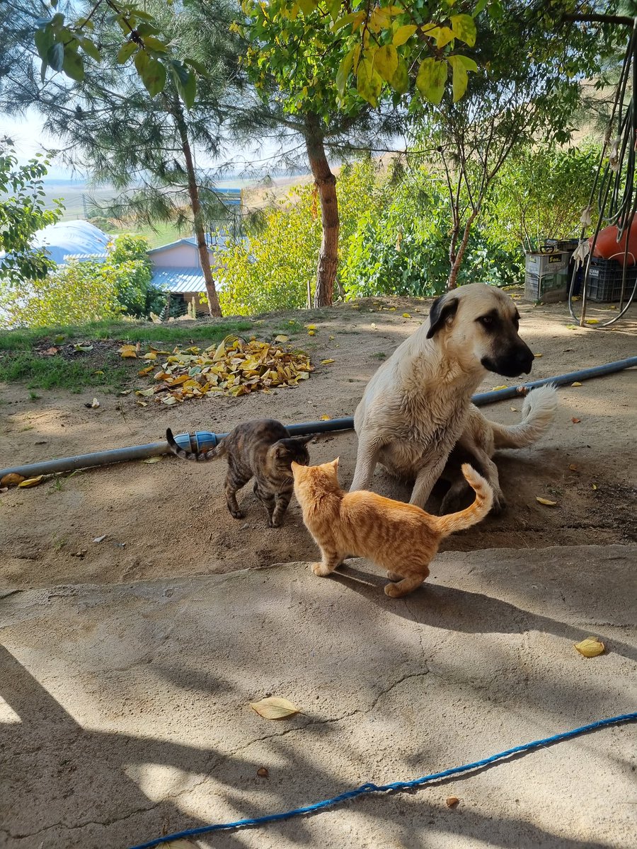 HElinrulin's tweet photo. Eskiden huzur bulduğum yerdeyim... hâlâ huzur verdiğini, gelince fark ettim. İnsan bazı şeyler yüzünden başkasını değil, kendini cezalandırırmış. Şimdi daha iyi anlıyorum... https://t.co/s4D24lVRvd