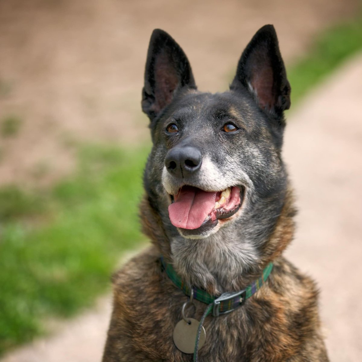 gsrescueelite's tweet photo. Tilly is 8yrs old and another girl who has sent half her life with us, Tilly can live with older kids but can be a diva so firm boundaries and plenty of cocktail sausages needed please 
#dogs #GermanShepherd #Cheshire 
https://t.co/xcd9lOL84B https://t.co/NcngEjxFhp