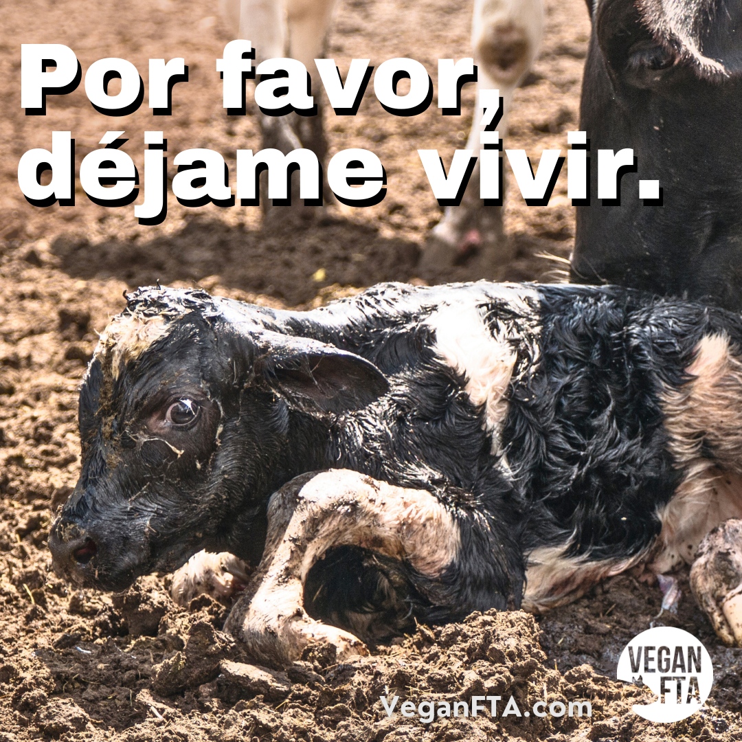 VeganFTAEspanol's tweet photo. Los terneros machos en la industria láctea mueren en un corto período de tiempo porque no producen leche 💔
#veganfta #ternero #bebestiernos #carnedeternera #sinleche #derechosdelosanimales #vivevegano #ditchdairy https://t.co/I5uSmIqSzT