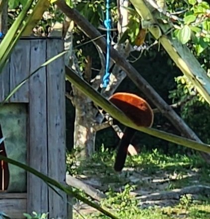 Red Ruffed Lemur at Naples Zoo.
<a href="/lgeseaturtles/">Lavern Gaynor Elementary</a> <a href="/collierschools/">Collier County Public Schools</a> <a href="/collierschools/">Collier County Public Schools</a> #lemursrule