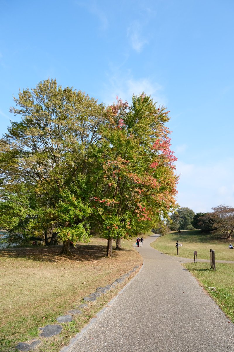 DHleechan's tweet photo. 秋の風景になりつつある湖畔。
1周３キロ、気軽に歩��る距離&amp;歩くのに丁度良い気候。
湖畔のキャンプ場はテントが沢山。
キャンプ、憧れるけどなかなか実行出来ないタイプ。

#カメラ散歩 #fujifilm_xseries  #ファインダー越しの私の世界 #キリトリセカイ #紅葉 #田貫湖 #秋の風景 https://t.co/J1f7FjAnHU