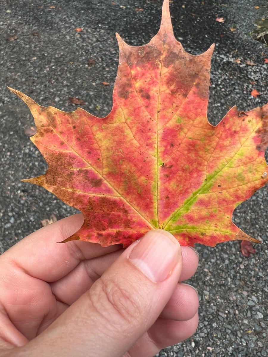 Prof. Katharine Hayhoe tweet media