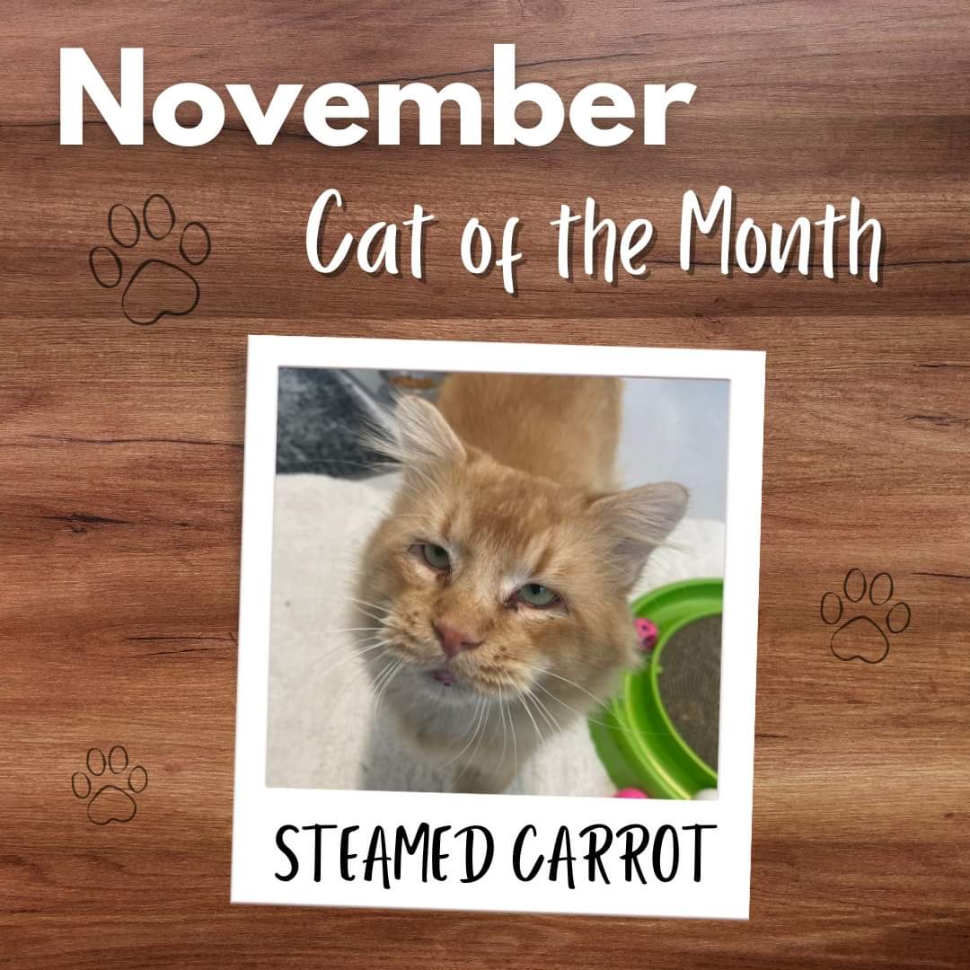 katklus's tweet photo. I cant get over the name of this cat at the local humane society lol https://t.co/IC3FLNry5g