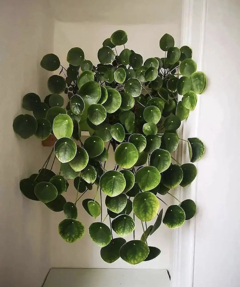 HobbyistPlant's tweet photo. The perfect Pilea 🌿 https://t.co/SeAVmkvUKW