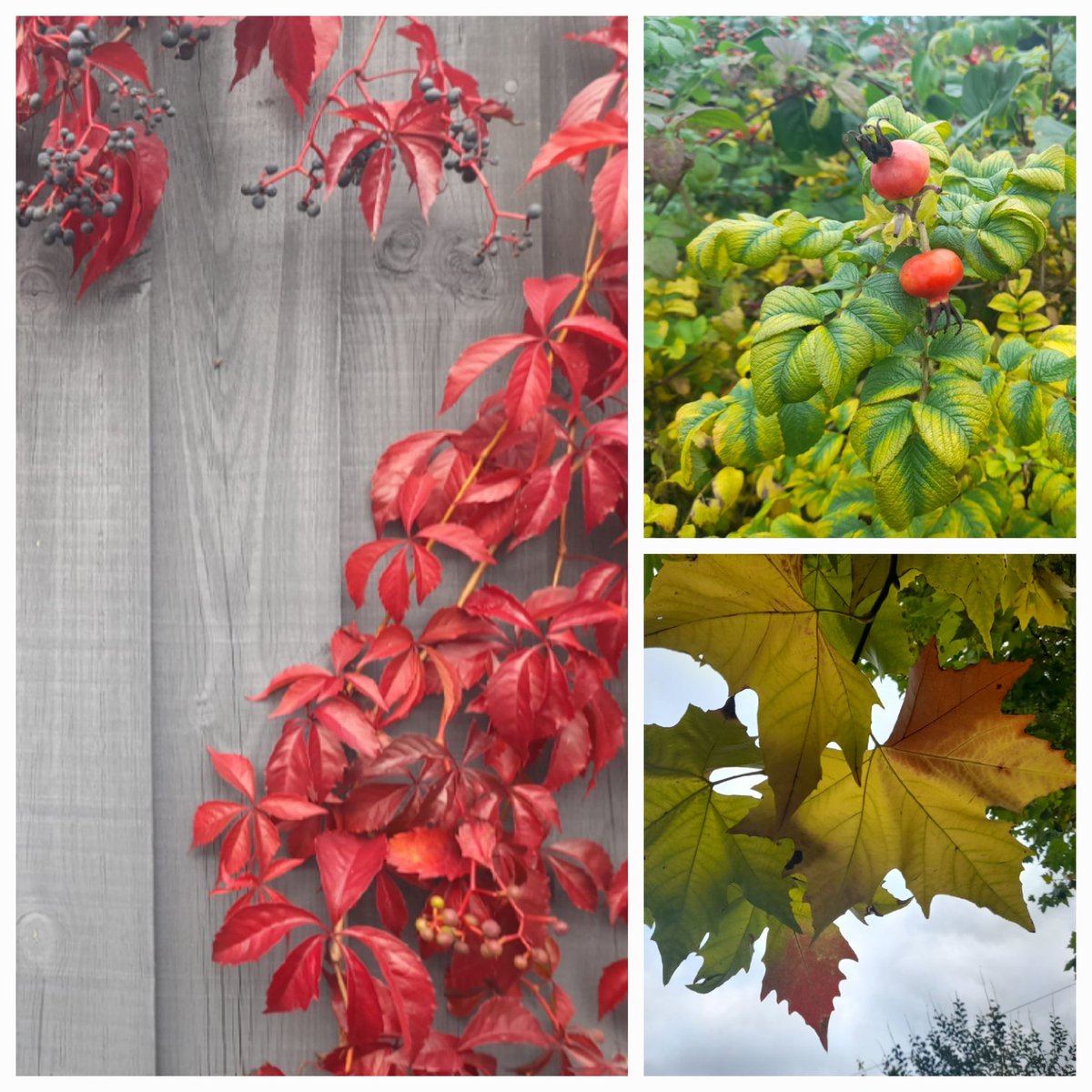 WritersGreenHse's tweet image. Lovely autumn colours from today&apos;s walk. (Our creative activity this week for the #StartingPoints course is a nature walk. Managed to venture out between storms - and also between sunlight! 😂)