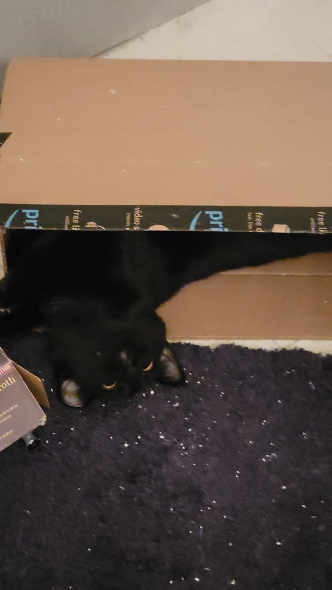 Hafatam1's tweet photo. BOXXXXXX!!! #newkitten #awkwardcat #umbra @KrimsonRogue https://t.co/VdLwvxVyrA