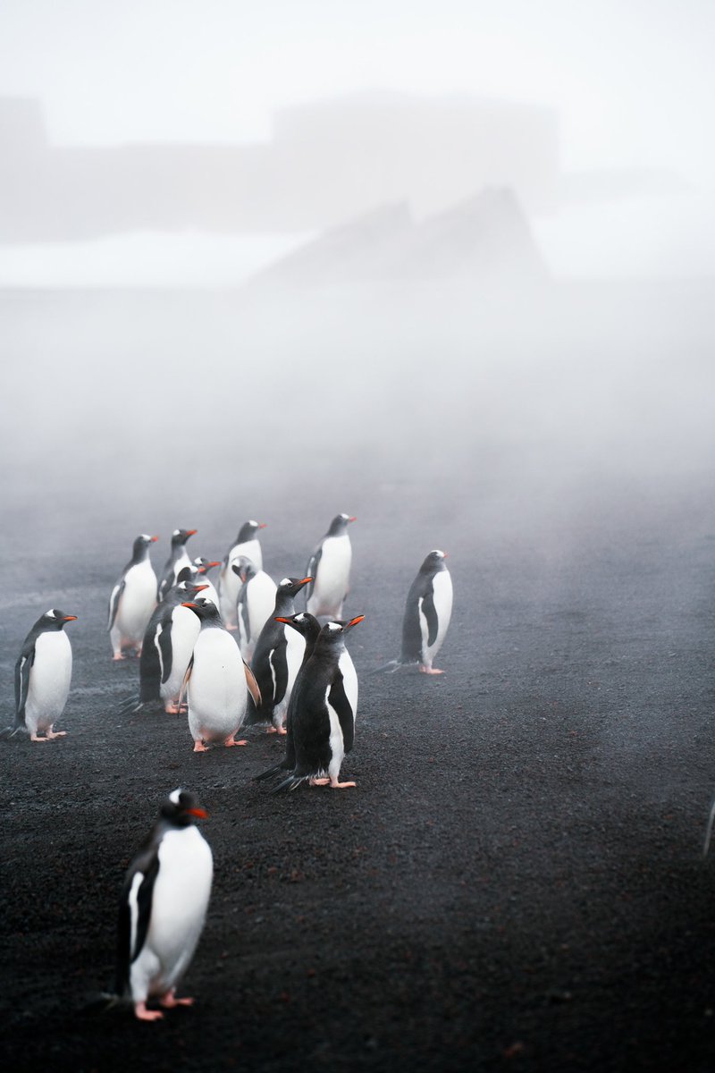 Sunday morning penguins 🐧