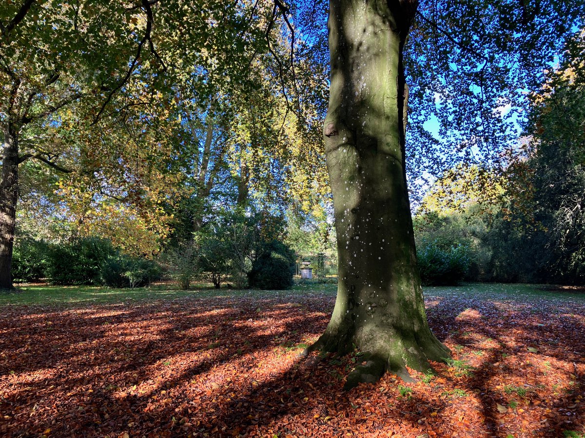 trudyk_ta's tweet photo. Autumn is such a beautiful season, the contrast of the colours &amp; the cooling air brings peace &amp; calmness.  #therapyinnature #autumncolours @LacockNT https://t.co/Sefwj9tvKi