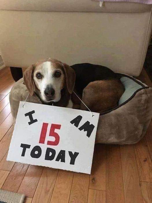 BestinDogs's tweet photo. To day My birthday I know I'm not perfect😥 https://t.co/GeDhghd4Ha