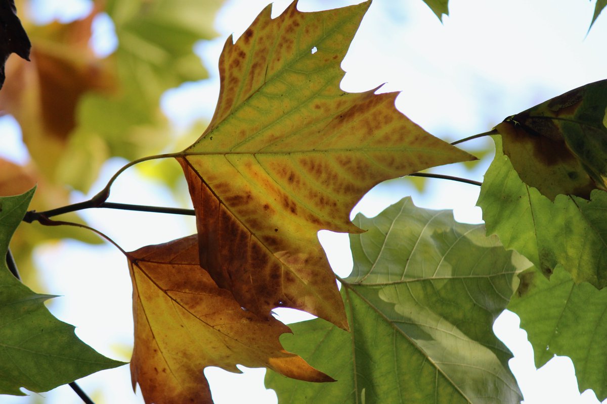 trudyk_ta's tweet photo. Autumn is such a beautiful season, the contrast of the colours &amp; the cooling air brings peace &amp; calmness.  #therapyinnature #autumncolours @LacockNT https://t.co/Sefwj9tvKi