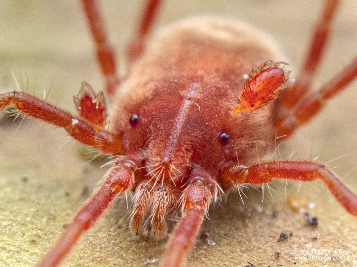 Mites getting mites is a thing