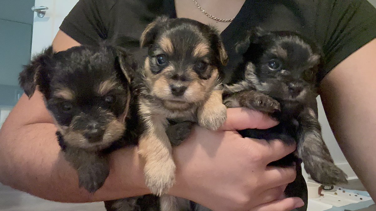 Alittle update on my babies; 2 boys left 🩵🩵
Yorkiepoo’s ✨