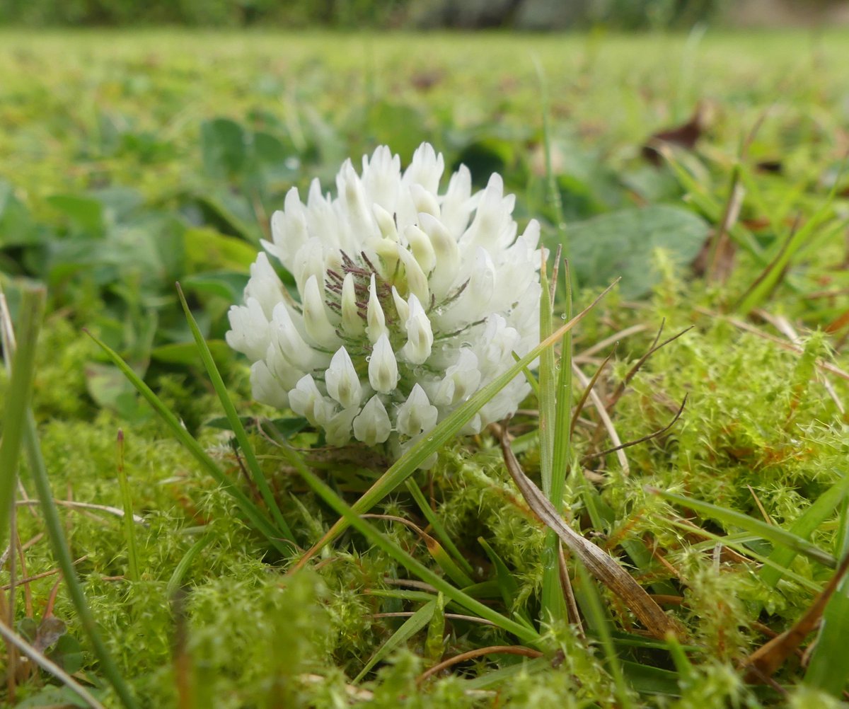 I'm little White Clover, kind and clean; Look at my threefold leaves so green' #CicelyMaryBarker. Out in search of flowers (and the occasional fungus) ahead of #WildflowerHour