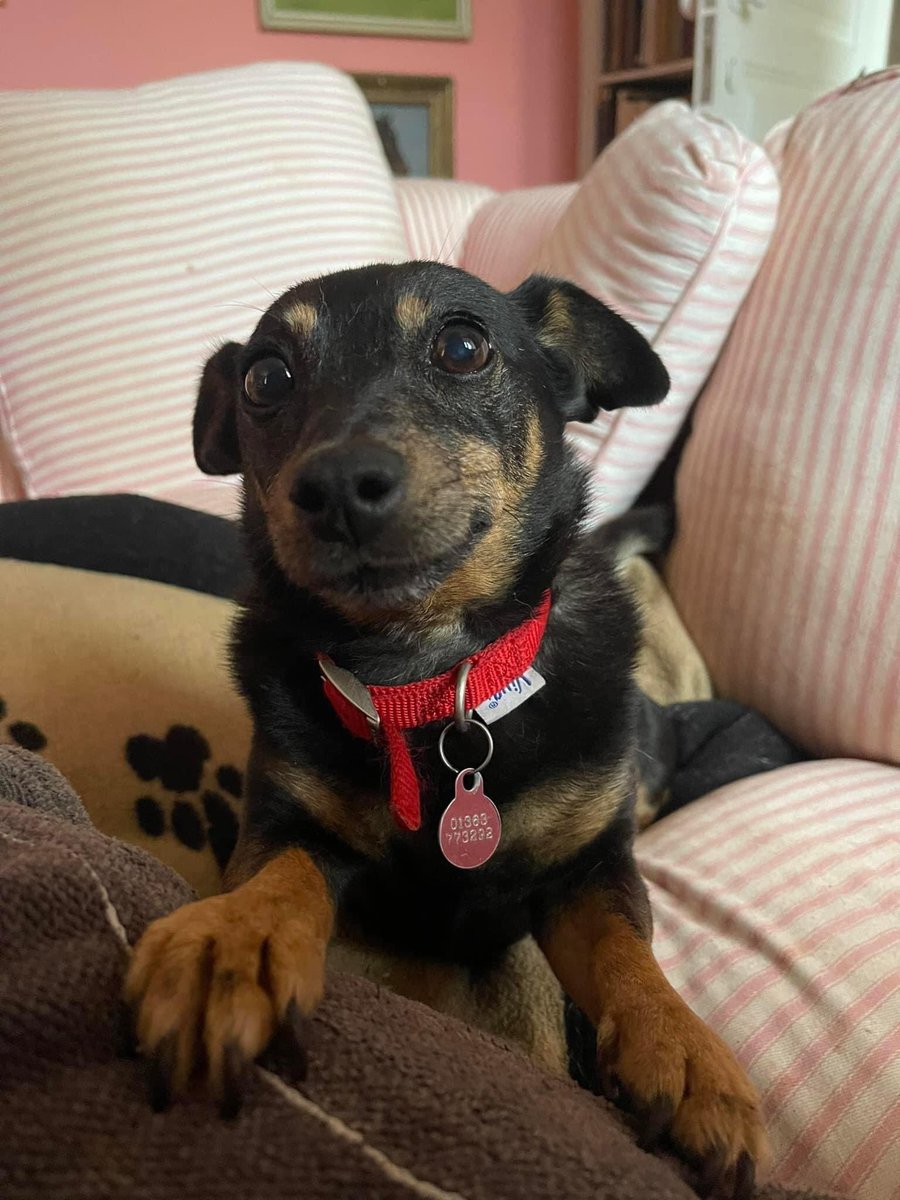 POPSY MISSING, #DEVON Lost Dog My Grandma’s dog went missing during #fireworks at #UptonHellions 4/11/23 small, #chihuahua/#terrier walked all round Upton Hellions and #Bremridge looking she’s terrified from the fireworks @DevonLife @Devon_Hour @JacquiSaid @RachaelB100 @bs2510