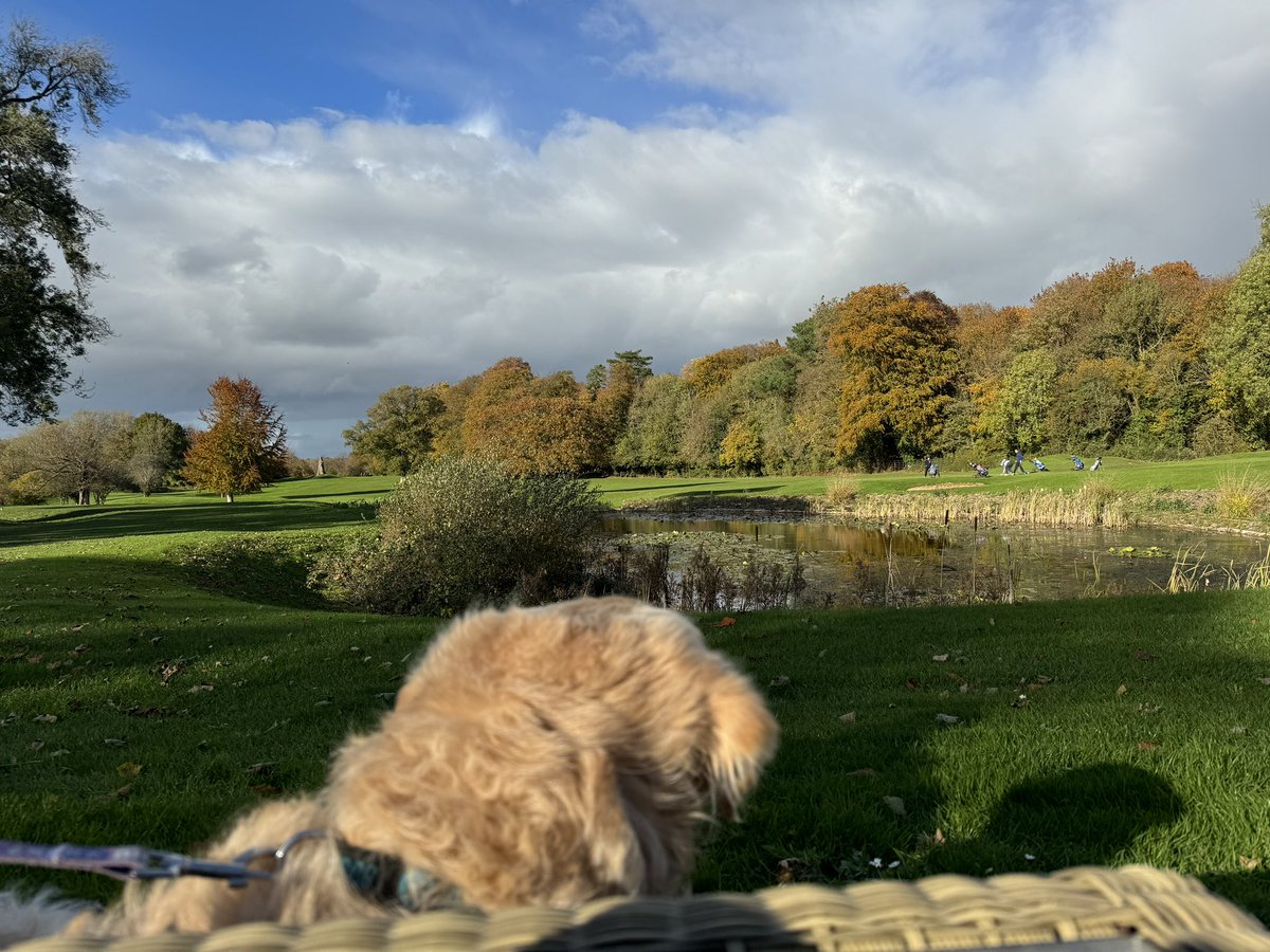 Digger enjoying the views of the 18th at @Manorgolfclub on his 10th Birthday today🎈