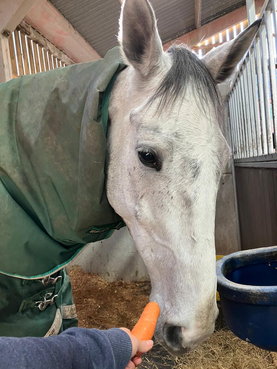 URSAMAJORRACING's tweet photo. A Sunday 🥕 for Guernesey @JStephenRacing 🤩 https://t.co/yE54UEozCe